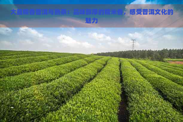 大益糯香普洱与熟茶：品味醇厚的糯米香，感受普洱文化的魅力