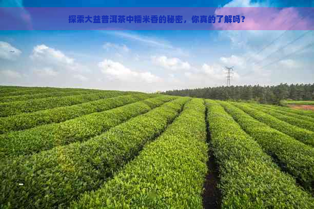 探索大益普洱茶中糯米香的秘密，你真的了解吗？