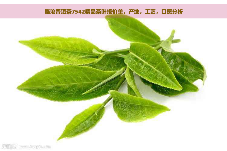 临沧普洱茶7542精品茶叶报价单，产地，工艺，口感分析