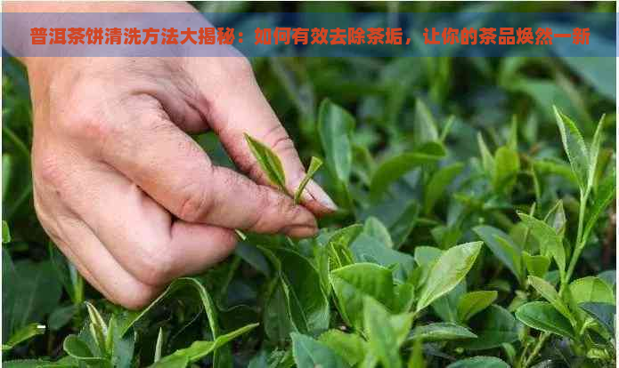 普洱茶饼清洗方法大揭秘：如何有效去除茶垢，让你的茶品焕然一新