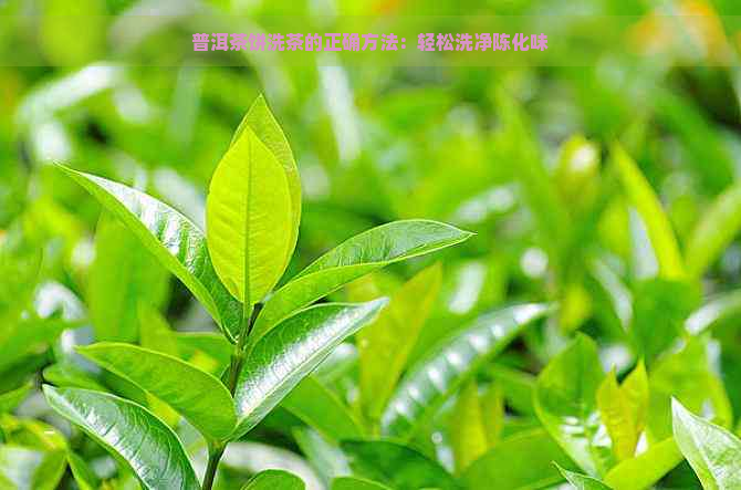 普洱茶饼洗茶的正确方法：轻松洗净陈化味