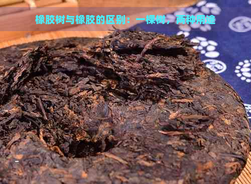 橡胶树与橡胶的区别：一棵树，两种用途