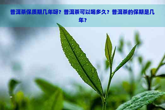 普洱茶保质期几年呀？普洱茶可以喝多久？普洱茶的保期是几年？