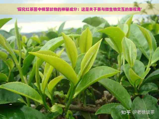 '探究红茶菌中棉絮状物的神秘成分：这是关于茶与微生物交互的新视角'