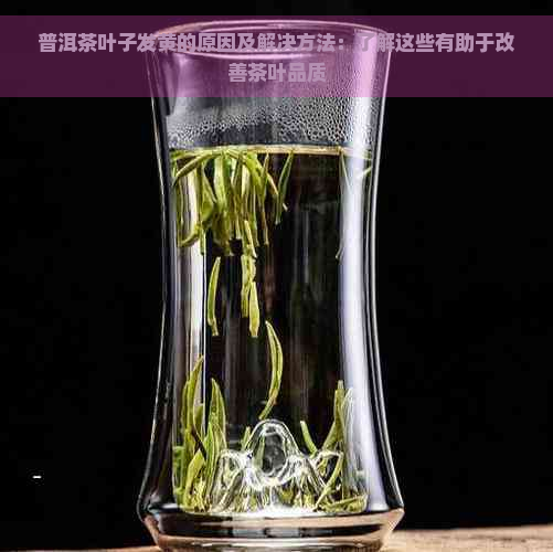 普洱茶叶子发黄的原因及解决方法：了解这些有助于改善茶叶品质