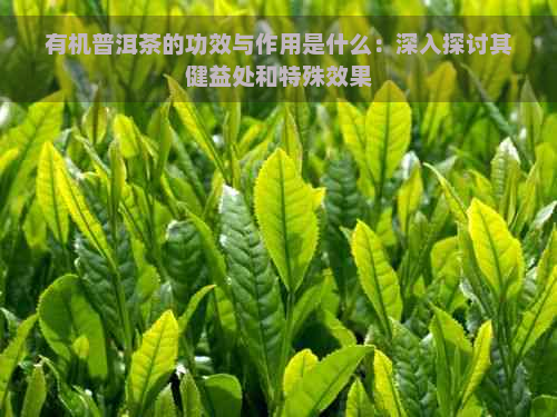 有机普洱茶的功效与作用是什么：深入探讨其健益处和特殊效果