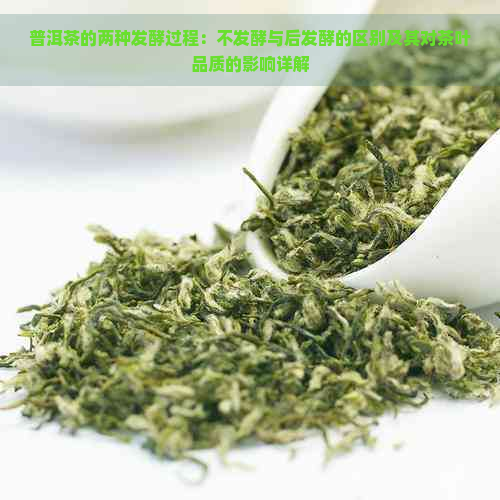 普洱茶的两种发酵过程：不发酵与后发酵的区别及其对茶叶品质的影响详解