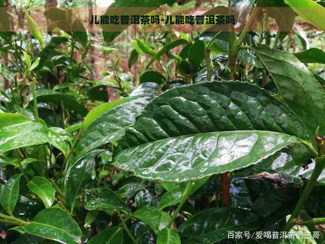 儿能吃普洱茶吗-儿能吃普洱茶吗