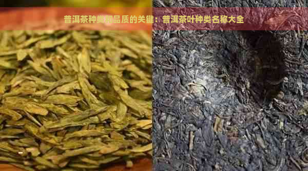 普洱茶种类和品质的关键：普洱茶叶种类名称大全