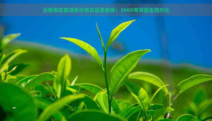 云南易武普洱茶价格及品质查询：3000克饼茶生熟对比