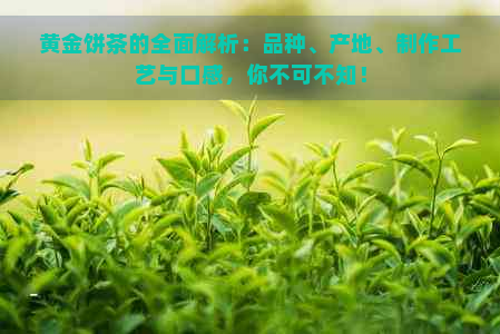 黄金饼茶的全面解析：品种、产地、制作工艺与口感，你不可不知！