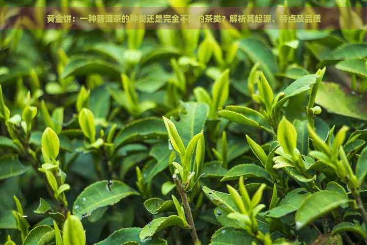 黄金饼：一种普洱茶的种类还是完全不同的茶类？解析其起源、特点及品质