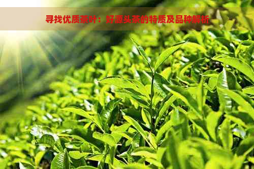 寻找优质茶叶：好源头茶的特质及品种解析