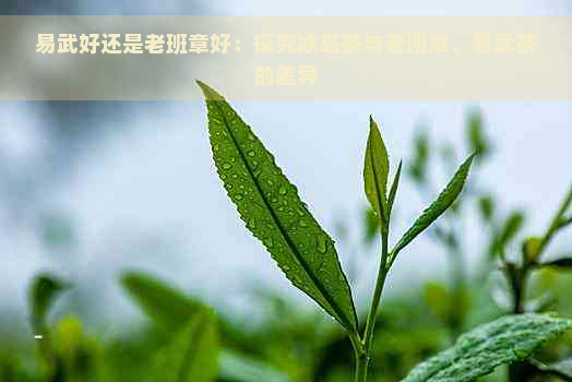 易武好还是老班章好：探究冰岛茶与老班章、易武茶的差异