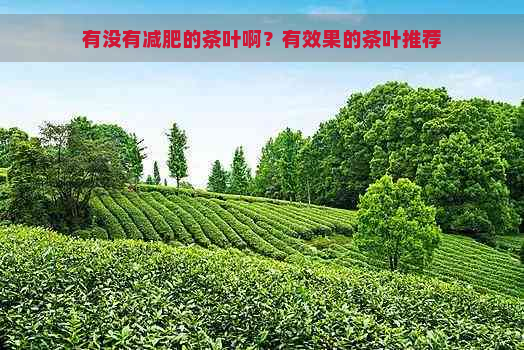 有没有减肥的茶叶啊？有效果的茶叶推荐