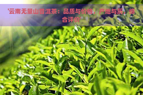 无量山普洱茶特点图片