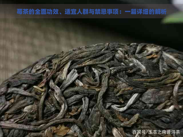 莓茶的全面功效、适宜人群与禁忌事项：一篇详细的解析