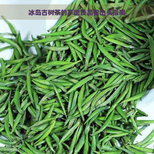 冰岛古树茶的产地及品尝山头指南