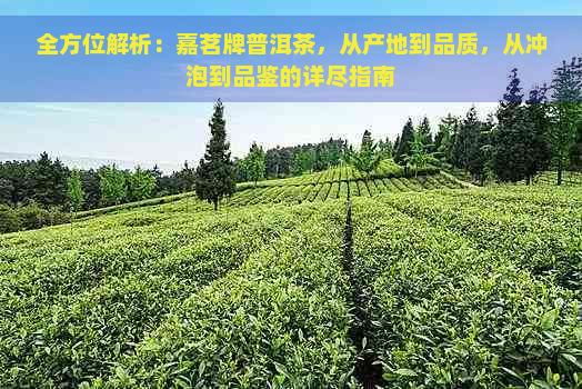 全方位解析：嘉茗牌普洱茶，从产地到品质，从冲泡到品鉴的详尽指南