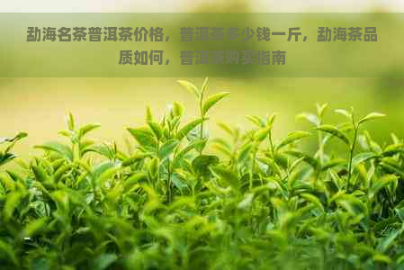 勐海名茶普洱茶价格，普洱茶多少钱一斤，勐海茶品质如何，普洱茶购买指南