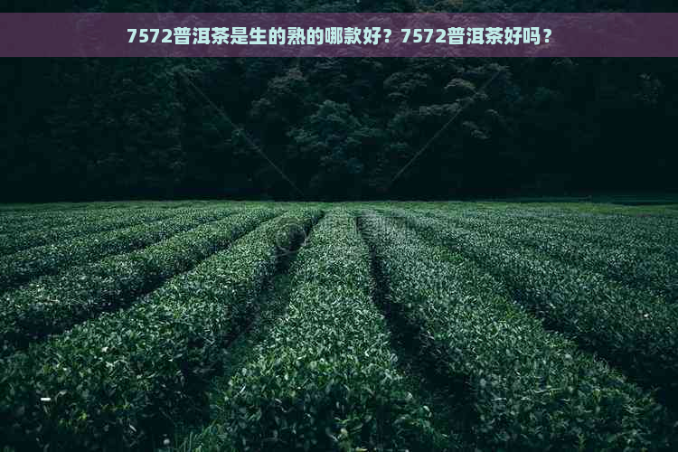 7572普洱茶是生的熟的哪款好？7572普洱茶好吗？