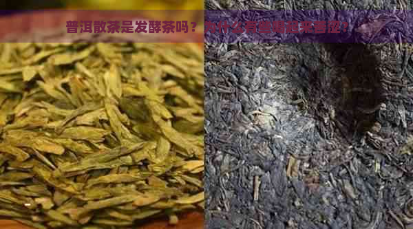 普洱散茶是发酵茶吗？为什么有些喝起来苦涩？