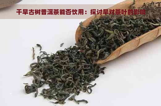 干旱古树普洱茶能否饮用：探讨旱对茶叶的影响