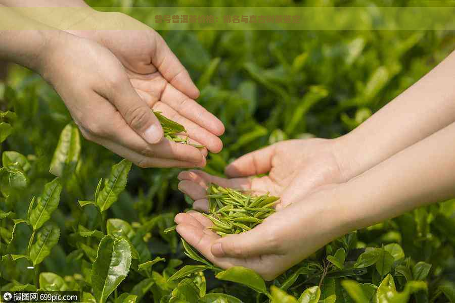 普号普洱茶价格：排名与真古树茶鉴定