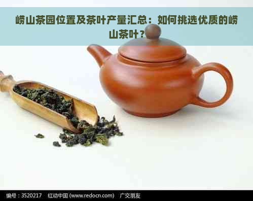 崂山茶园位置及茶叶产量汇总：如何挑选优质的崂山茶叶？