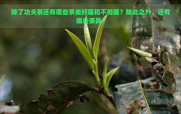 除了功夫茶还有哪些茶类好喝和不能喝？除此之外，还有哪些茶具？