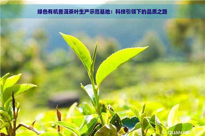 绿色有机普洱茶叶生产示范基地：科技引领下的品质之路