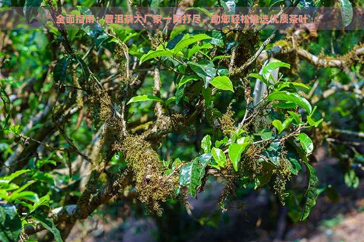 全面指南：普洱茶大厂家一网打尽，助您轻松挑选优质茶叶