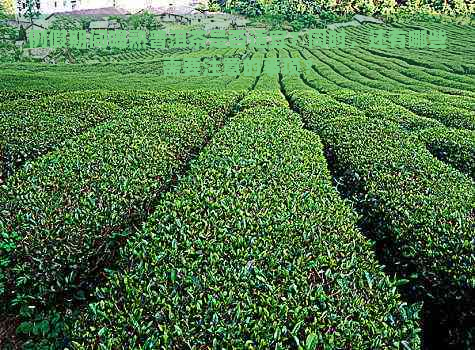 例假期间喝熟普洱茶是否适宜？同时，还有哪些需要注意的事项？