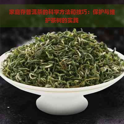 家庭存普洱茶的科学方法和技巧：保护与维护茶树的实践