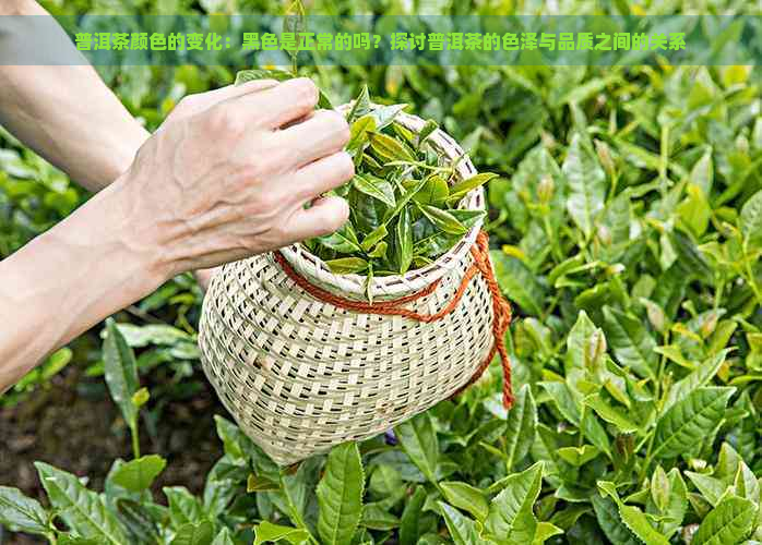 普洱茶颜色的变化：黑色是正常的吗？探讨普洱茶的色泽与品质之间的关系