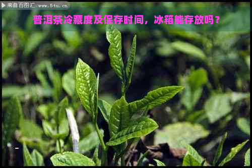 普洱茶冷藏度及保存时间，冰箱能存放吗？