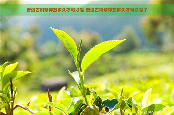 普洱古树茶存放多久才可以喝-普洱古树茶存放多久才可以喝了