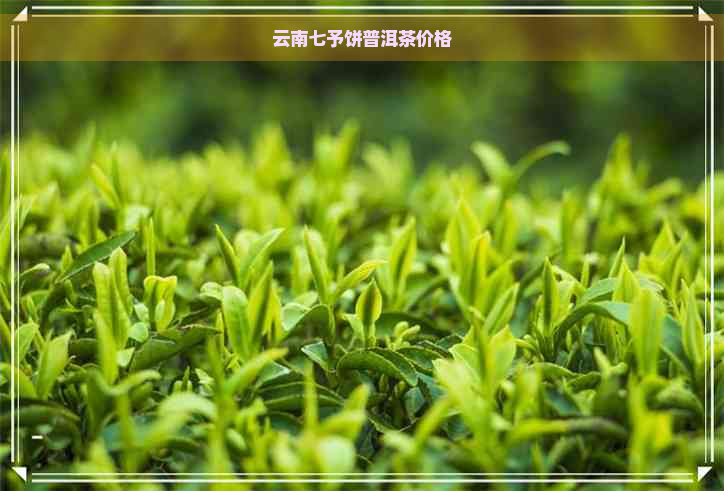 云南七予饼普洱茶价格