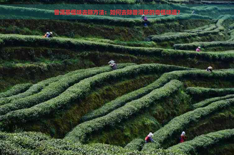 普洱茶怪味去除方法：如何去除普洱茶的奇怪味道？