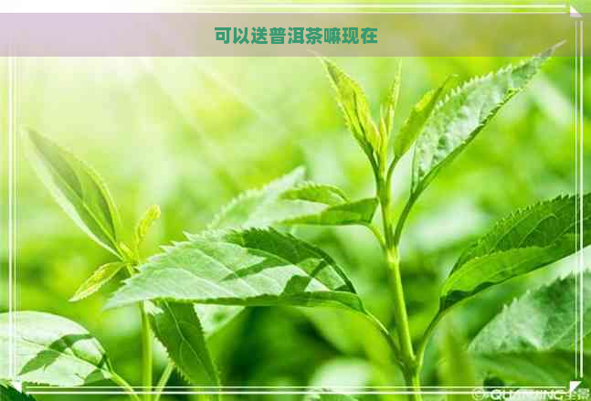 可以送普洱茶嘛现在