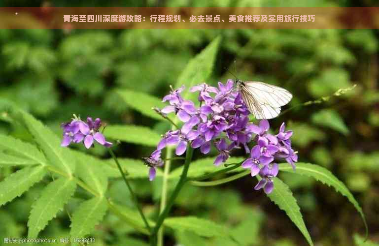 青海至四川深度游攻略：行程规划、必去景点、美食推荐及实用旅行技巧