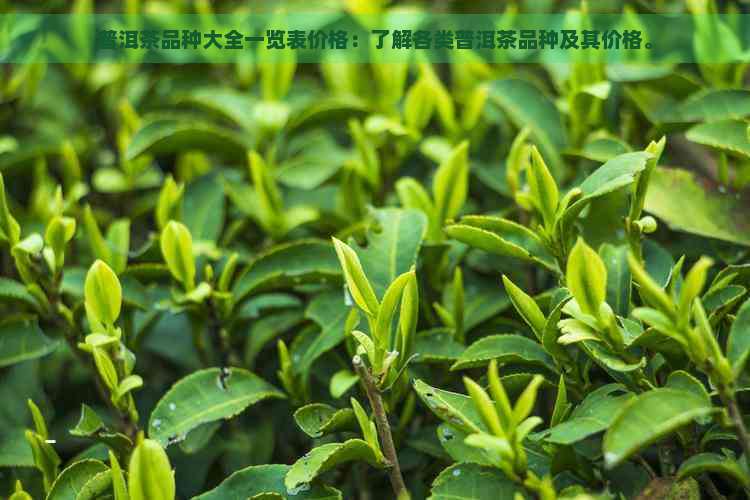 普洱茶品种大全一览表价格：了解各类普洱茶品种及其价格。