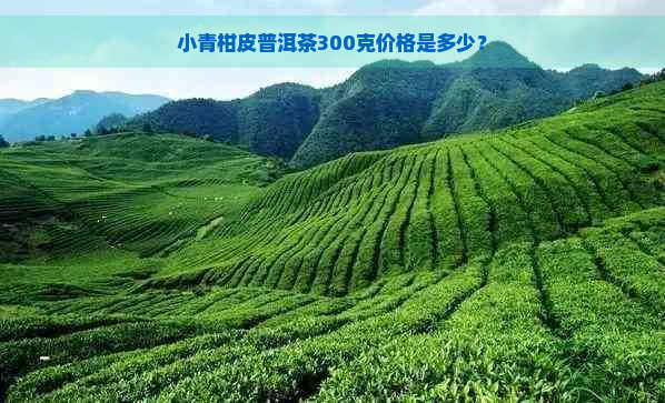 小青柑皮普洱茶300克价格是多少？