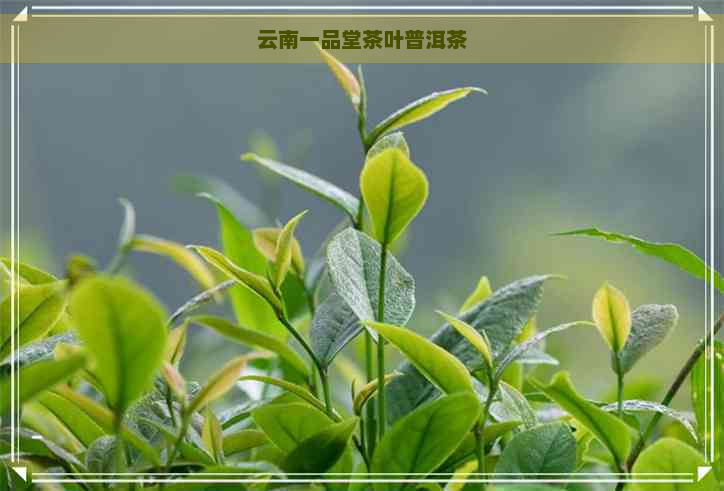 云南一品堂茶叶普洱茶