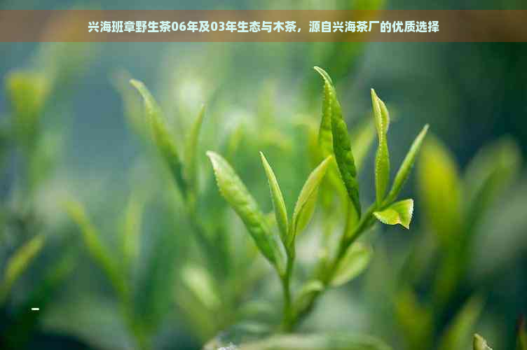 兴海班章野生茶06年及03年生态与木茶，源自兴海茶厂的优质选择