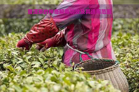 普洱茶的神奇解功效及其适用范围