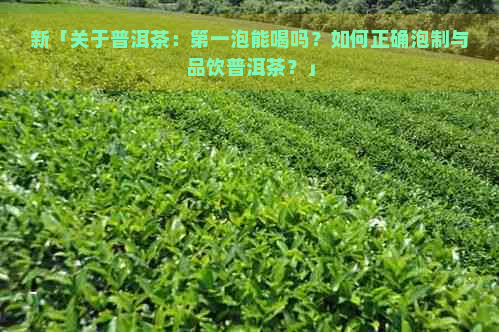 新「关于普洱茶：之一泡能喝吗？如何正确泡制与品饮普洱茶？」