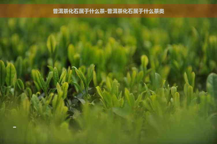 普洱茶化石属于什么茶-普洱茶化石属于什么茶类