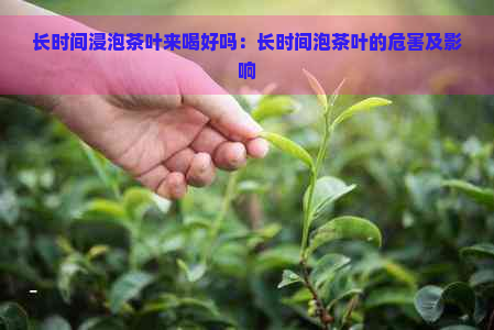 长时间浸泡茶叶来喝好吗：长时间泡茶叶的危害及影响