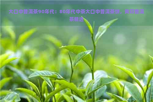 大口中普洱茶90年代：80年代中茶大口中普洱茶饼，黄印普洱茶精选